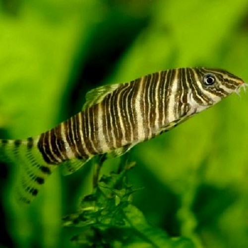 Botia striata - Zebra Loach L