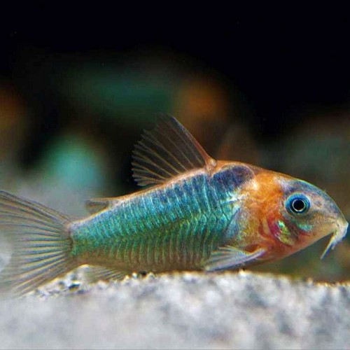 Corydoras eqeus