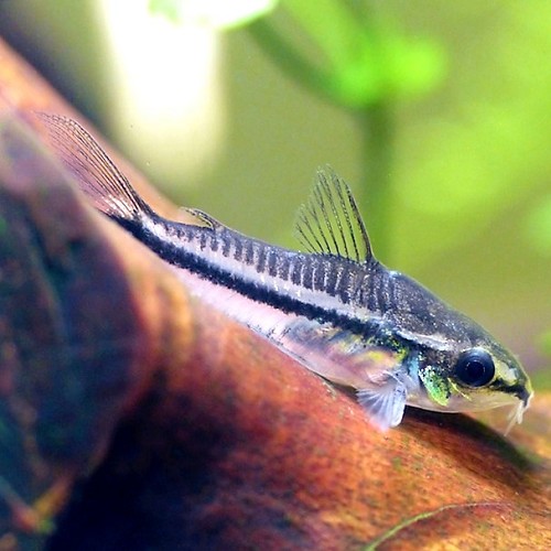 Corydoras pygmaeus - Pygmy Cory M