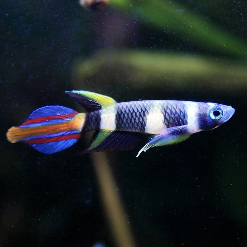 Epiplatus annulatus   Tandkarper 2 cm.