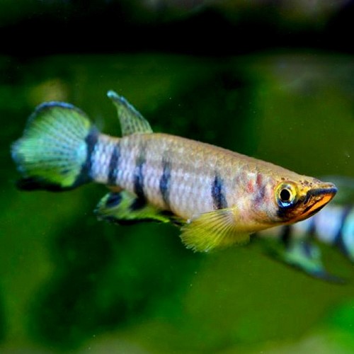 Epiplatys dageti - Redchin panchax