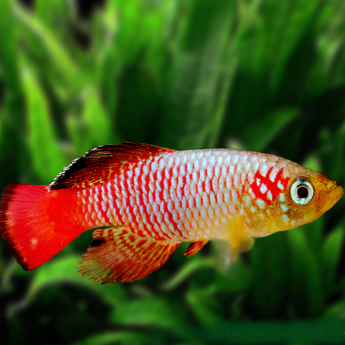 Nothobranchius guentheri red L