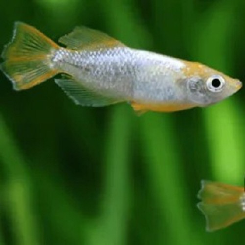 Oryzias latipes tomoki  3 cm.