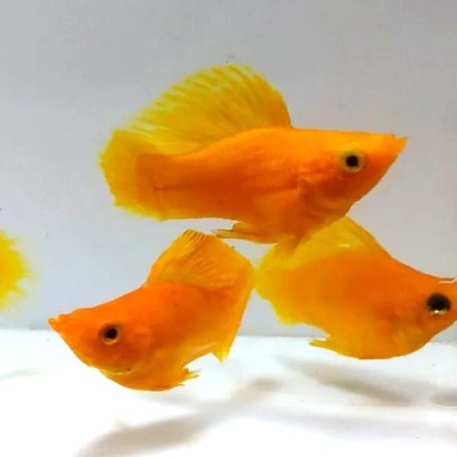 Poeciliidae sphenops - Sunkist round tail balloon molly M