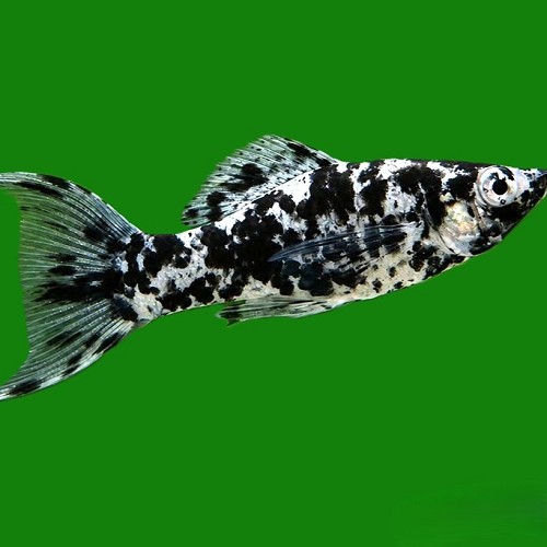 Poecilia velifera - Dalmatien sailfin molly lyretail