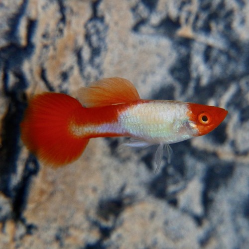 Guppy red cap