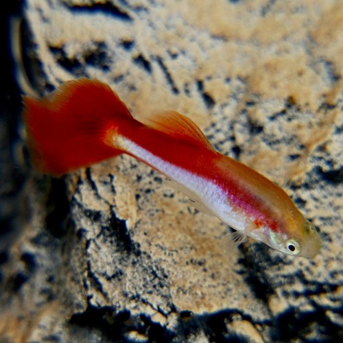 Poecilia reticulatus, Lebistes reticulatus - Guppy bicolorl red XL