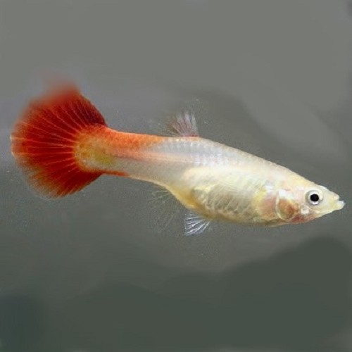 Poecilia reticulatus, Lebistes reticulatus - Guppy female blond