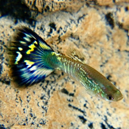 Poecilia reticulatus, Lebistes reticulatus - Guppy blue mosaic
