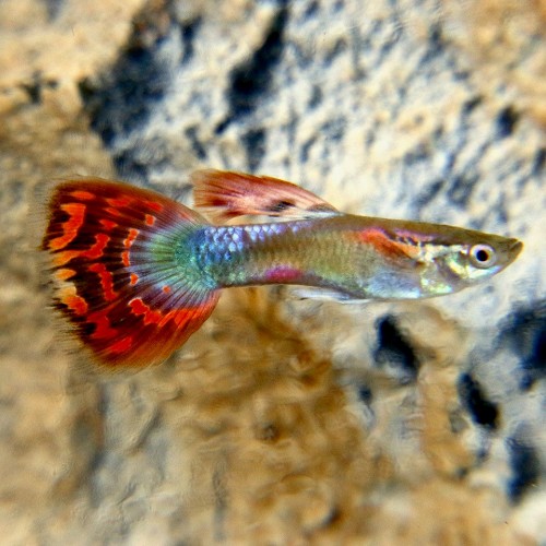 Poecilia reticulatus, Lebistes reticulatus - Guppy rainbow mosaic