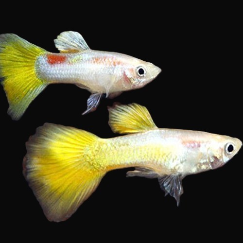 Poecilia reticulatus, Lebistes reticulatus - Guppy micariff yellow