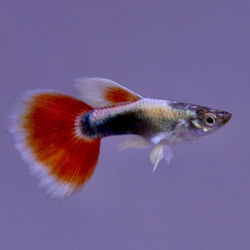 Poecilia reticulatus, Lebistes reticulatus - Guppy santa baddy