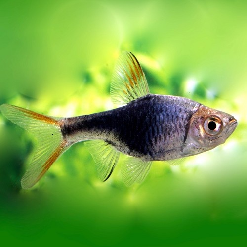 Rasbora heteromorpha black - Harlequin black M