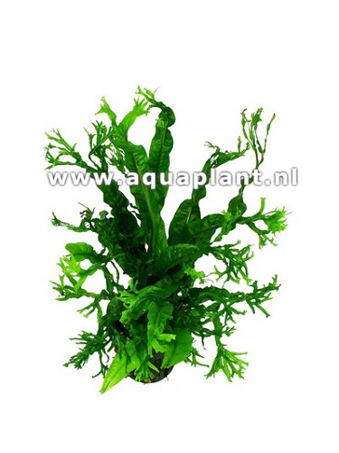 Microsorum crisped leaves in pot