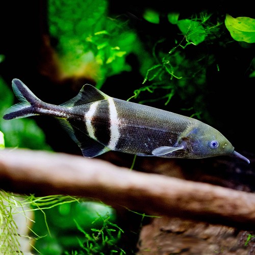 Gnathonemus petersii - Peter's elephantnose fish M