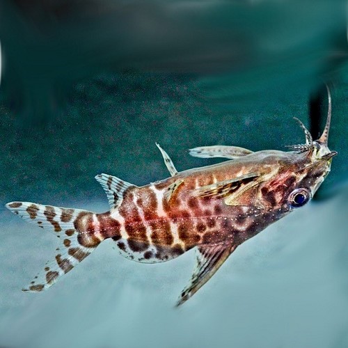 Synodontis eupterus - Upside down catfish