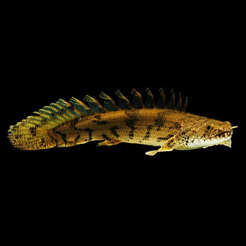 Polypterus endlicheri