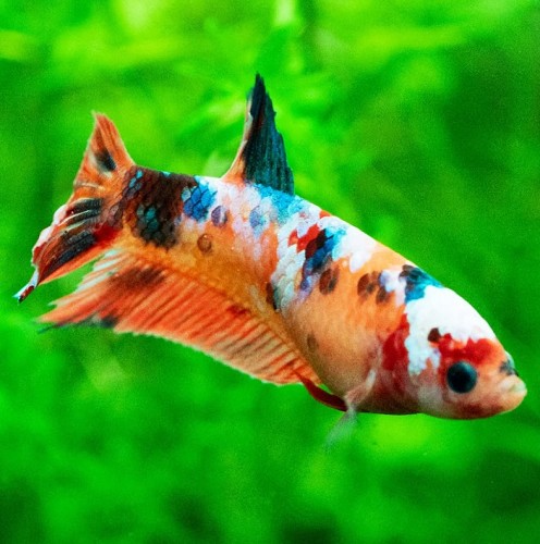 Siamese fighting fish koi female