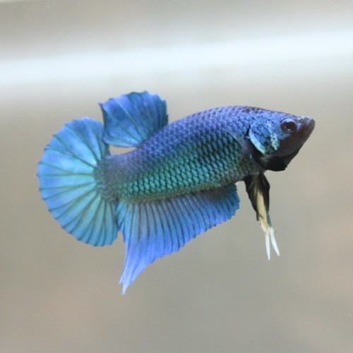 Betta splendens - Siamese fighting fish blue king