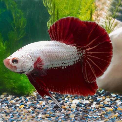 Betta splendens - Siamese fighting fish red dragon