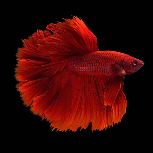Betta splendens - Siamese fighting fish halfmoon XL