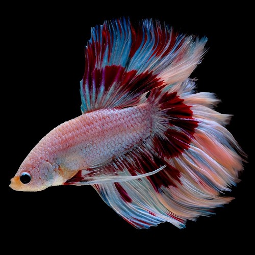 Betta splendens - Siamese fighting fish halfmoon XL