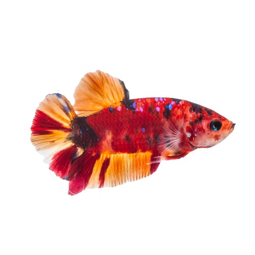 Marble plakat betta koi - Plakat koi betta XL