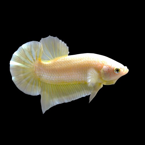 Betta splendens - Siamese fighting fish Gold plakat