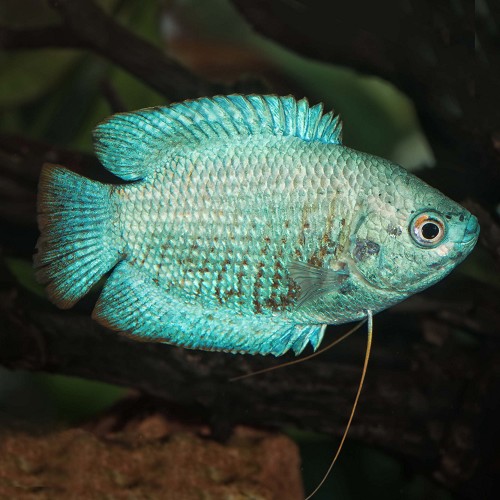 Colisa lalia neon - Dwarf gourami neon L