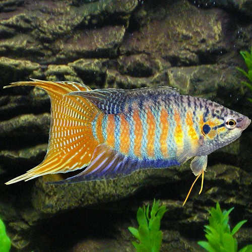 Macropodus opercularis - Paradise fish blue