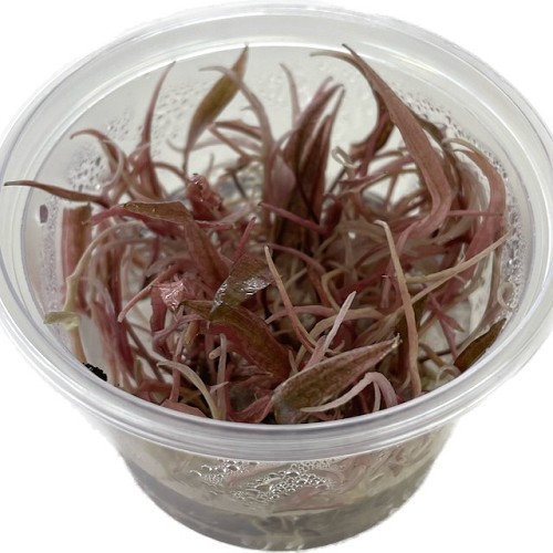 Cryptocoryne flamingo 100 cc.