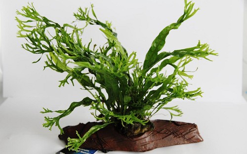 Microsorium crisped leaves Stonewood S
