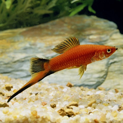 Xiphophorus helleri - Swordtail wagtail ML