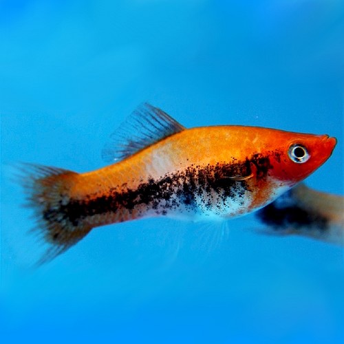 Xiphophorus helleri tricolor - Swordtail tricolor ML