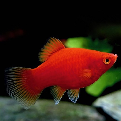 Xiphophorus maculatus - Platy coral