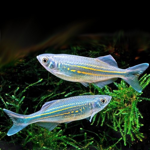 Danio malabaricus   Reuzedanio 7 cm.