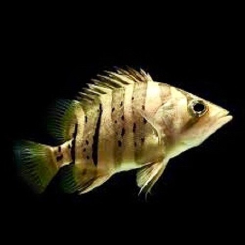 Datnoides microlepis - Tijgerbaars SM