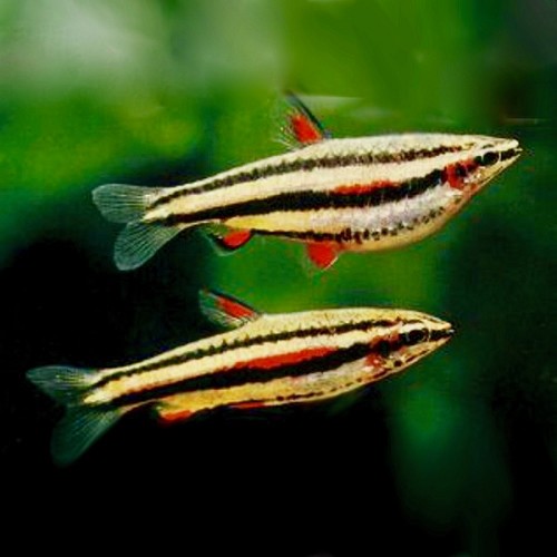 Nannost.marginatus   Dwergspitszalm M