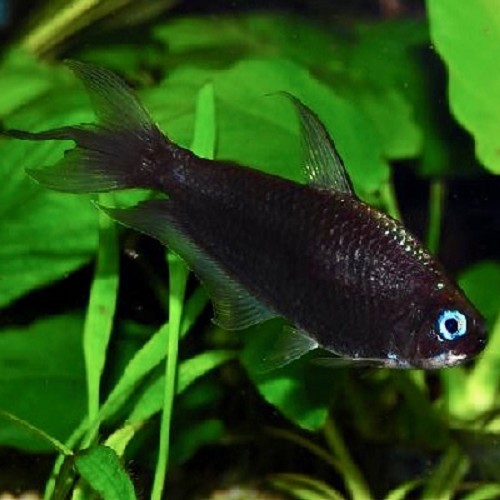 Nematobrycon palmeri black - Emperor tetra black L