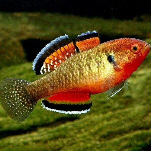 Hypseleotris compressa - Empire Gudgeon M