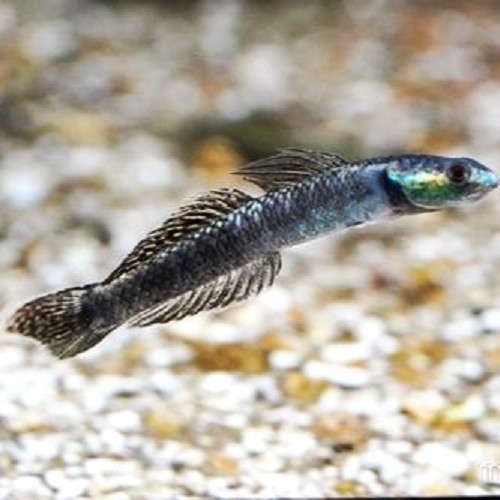 Stiphodon pelewensis