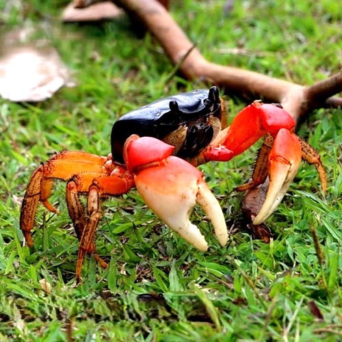 Discoplax magna crab 15-20 cm.