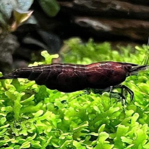 Neocaridina Black rose shrimp.- shrimp mix