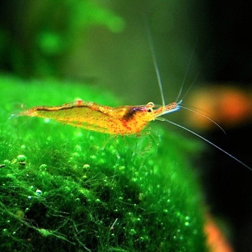 Neocaridina sp. propinqua shrimp - Mangrove hairy handed prawn