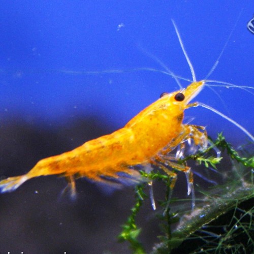 Neocaridina heteropoda orange fire - Orange fire shrimp (1.5 - 2cm)