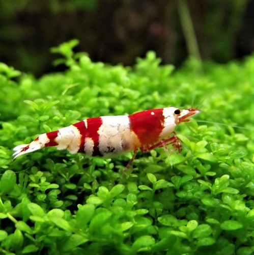 Caridina cf. crystal red - Crystal red shrimp (1.5-2 cm)