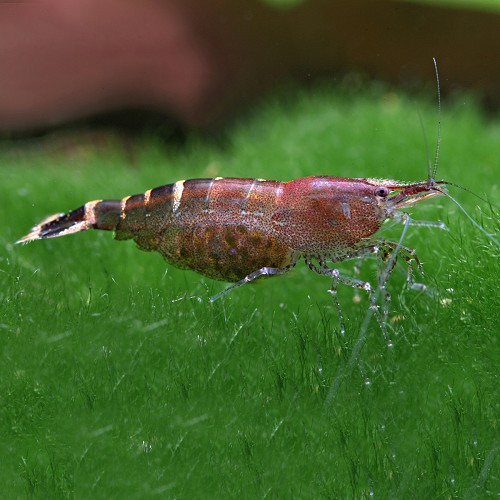 Caridina cf. babaulti Malaya Shrimp