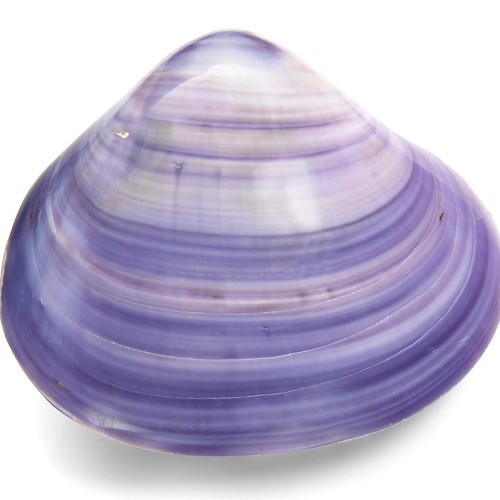 Batissa violacea specie - (Purple) 7-8 cm