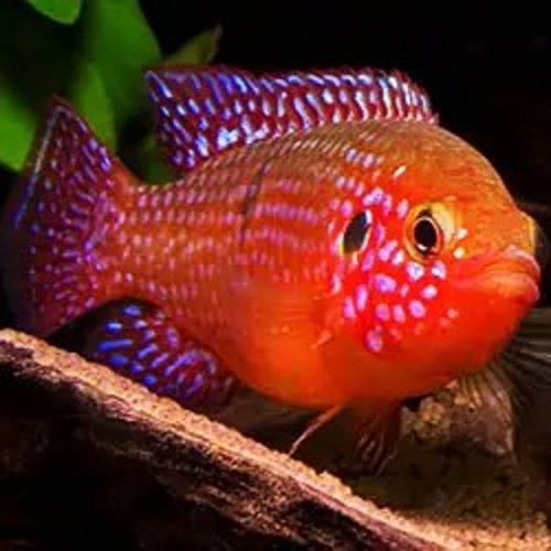 Hemichromis paynei - Jewel cichlid 4 cm