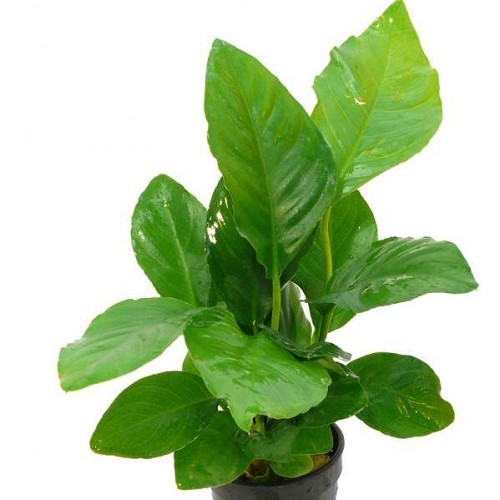 Anubias heterophylla - Congo Anubias in pot